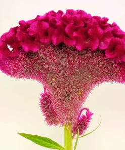 100 Coral Gardens Mix Celosia Cockscomb Flower Seeds - Celosia Argentea Cristata - Image 5