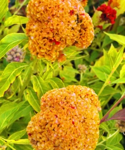 100 Coral Gardens Mix Celosia Cockscomb Flower Seeds - Celosia Argentea Cristata - Image 6