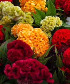 100 Coral Gardens Mix Celosia Cockscomb Flower Seeds - Celosia Argentea Cristata - Image 7