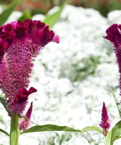 100 Coral Gardens Mix Celosia Cockscomb Flower Seeds - Celosia Argentea Cristata - Image 8