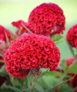 100 Coral Gardens Mix Celosia Cockscomb Flower Seeds - Celosia Argentea Cristata - Image 9