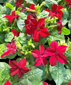 100 Crimson King Nicotiana Seeds - Red Ornamental Flowering Tobacco - Image 10