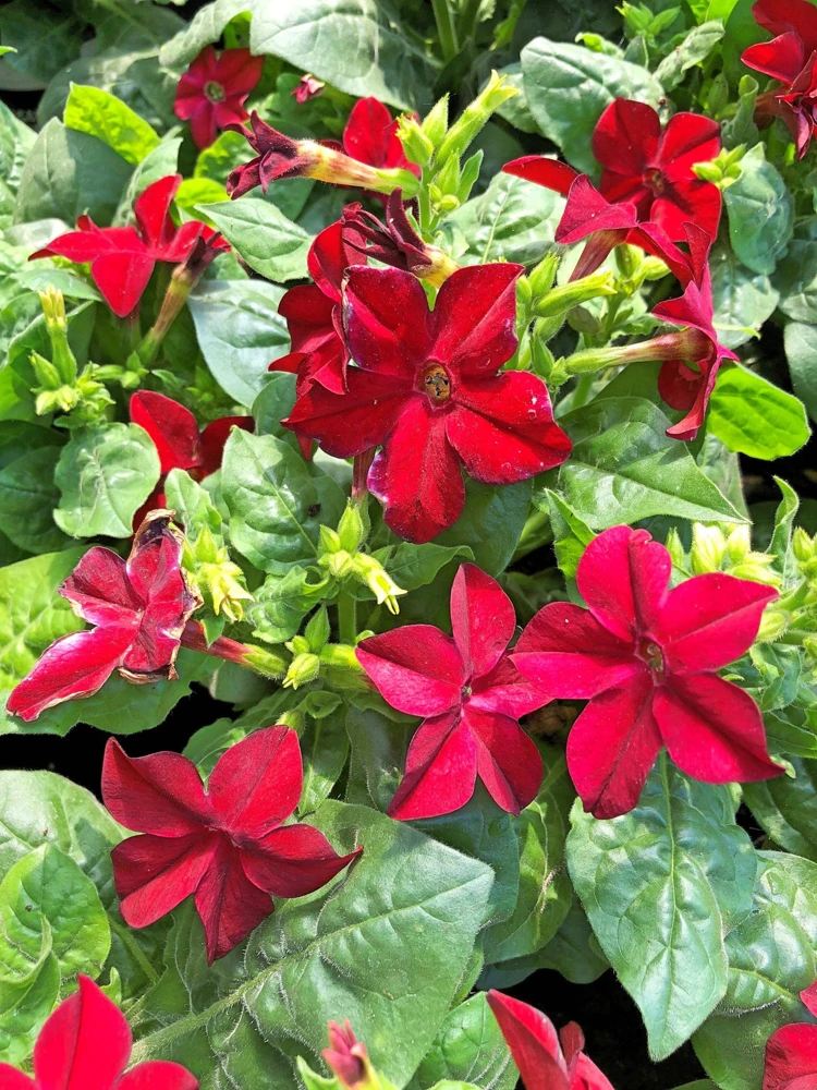 100 Crimson King Nicotiana Seeds - Red Ornamental Flowering Tobacco - Image 10