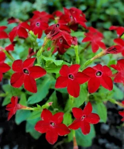 100 Crimson King Nicotiana Seeds - Red Ornamental Flowering Tobacco - Image 2