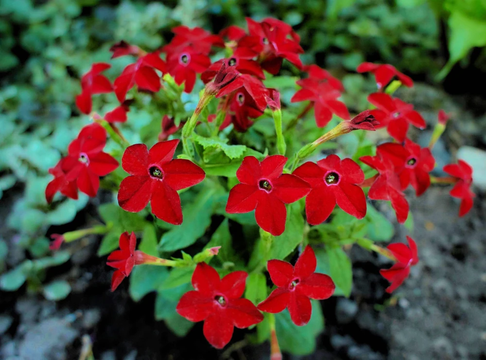 100 Crimson King Nicotiana Seeds - Red Ornamental Flowering Tobacco - Image 2