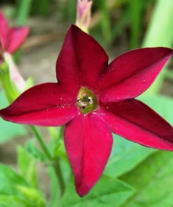 100 Crimson King Nicotiana Seeds - Red Ornamental Flowering Tobacco - Image 3