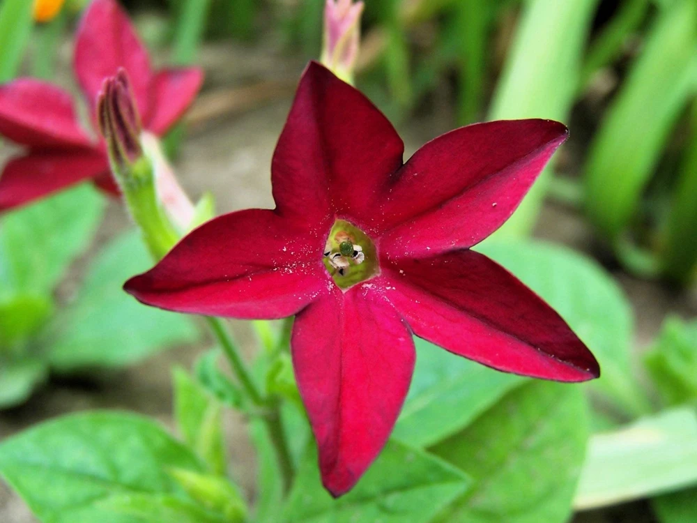 100 Crimson King Nicotiana Seeds - Red Ornamental Flowering Tobacco - Image 3