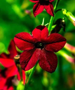 100 Crimson King Nicotiana Seeds - Red Ornamental Flowering Tobacco - Image 4