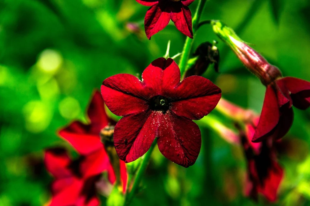 100 Crimson King Nicotiana Seeds - Red Ornamental Flowering Tobacco - Image 4