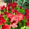 100 Crimson King Nicotiana Seeds - Red Ornamental Flowering Tobacco - Image 1