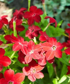 100 Crimson King Nicotiana Seeds - Red Ornamental Flowering Tobacco - Image 1