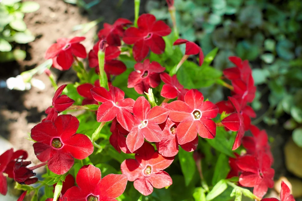 100 Crimson King Nicotiana Seeds - Red Ornamental Flowering Tobacco - Image 1