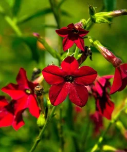 100 Crimson King Nicotiana Seeds - Red Ornamental Flowering Tobacco - Image 5