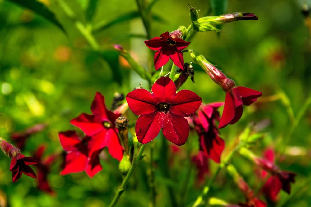 100 Crimson King Nicotiana Seeds - Red Ornamental Flowering Tobacco - Image 5