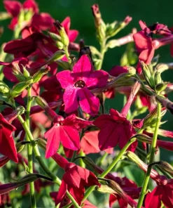 100 Crimson King Nicotiana Seeds - Red Ornamental Flowering Tobacco - Image 6