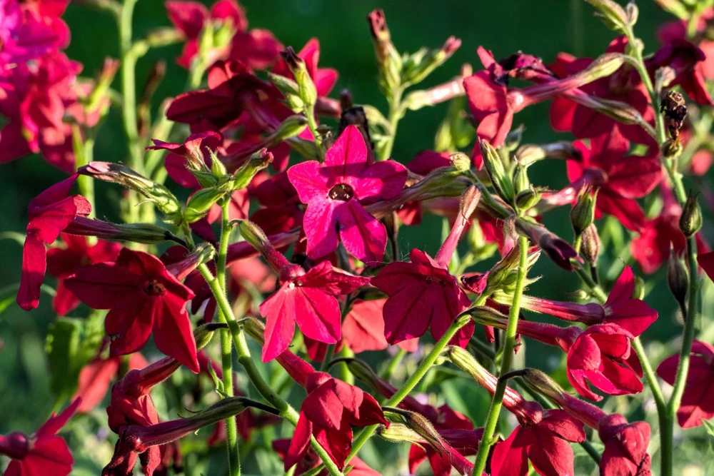 100 Crimson King Nicotiana Seeds - Red Ornamental Flowering Tobacco - Image 6