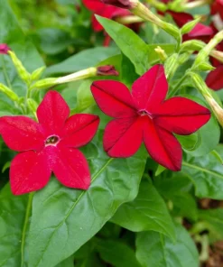 100 Crimson King Nicotiana Seeds - Red Ornamental Flowering Tobacco - Image 7