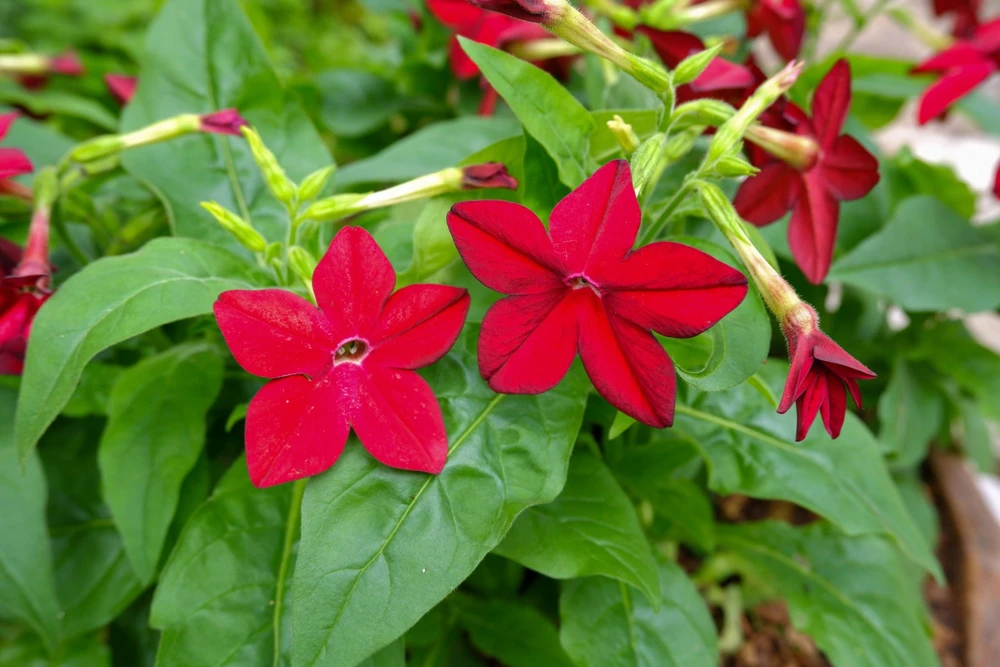 100 Crimson King Nicotiana Seeds - Red Ornamental Flowering Tobacco - Image 7