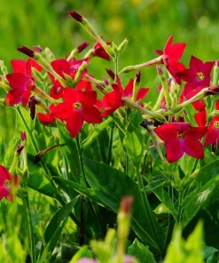 100 Crimson King Nicotiana Seeds - Red Ornamental Flowering Tobacco - Image 8