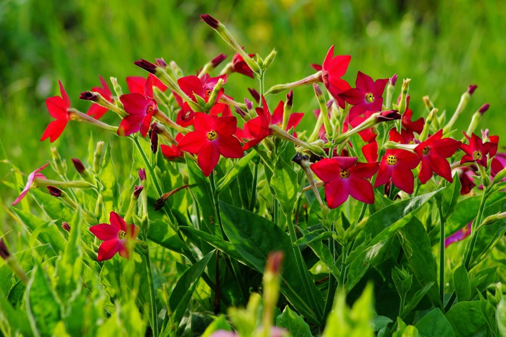 100 Crimson King Nicotiana Seeds - Red Ornamental Flowering Tobacco - Image 8