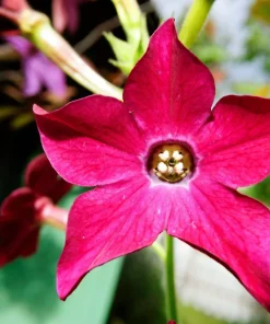 100 Crimson King Nicotiana Seeds - Red Ornamental Flowering Tobacco - Image 9