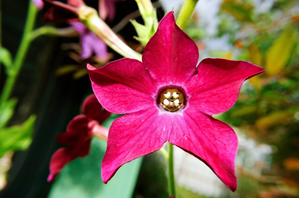 100 Crimson King Nicotiana Seeds - Red Ornamental Flowering Tobacco - Image 9