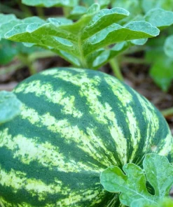 100 Crimson Sweet Watermelon Seeds - Citrullus lanatus Fruit Melon Seeds for Garden - Image 2