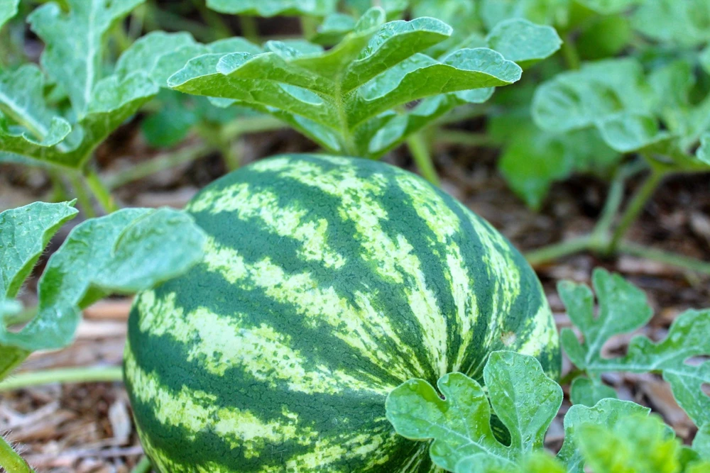100 Crimson Sweet Watermelon Seeds - Citrullus lanatus Fruit Melon Seeds for Garden - Image 2