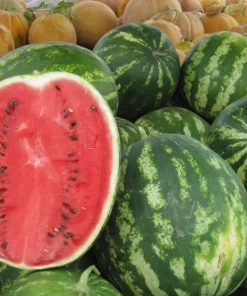 100 Crimson Sweet Watermelon Seeds - Citrullus lanatus Fruit Melon Seeds for Garden - Image 4