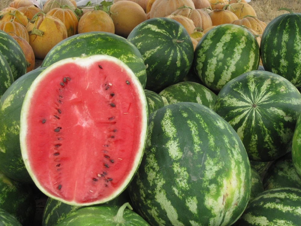 100 Crimson Sweet Watermelon Seeds - Citrullus lanatus Fruit Melon Seeds for Garden - Image 4
