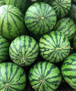 100 Crimson Sweet Watermelon Seeds - Citrullus lanatus Fruit Melon Seeds for Garden - Image 5