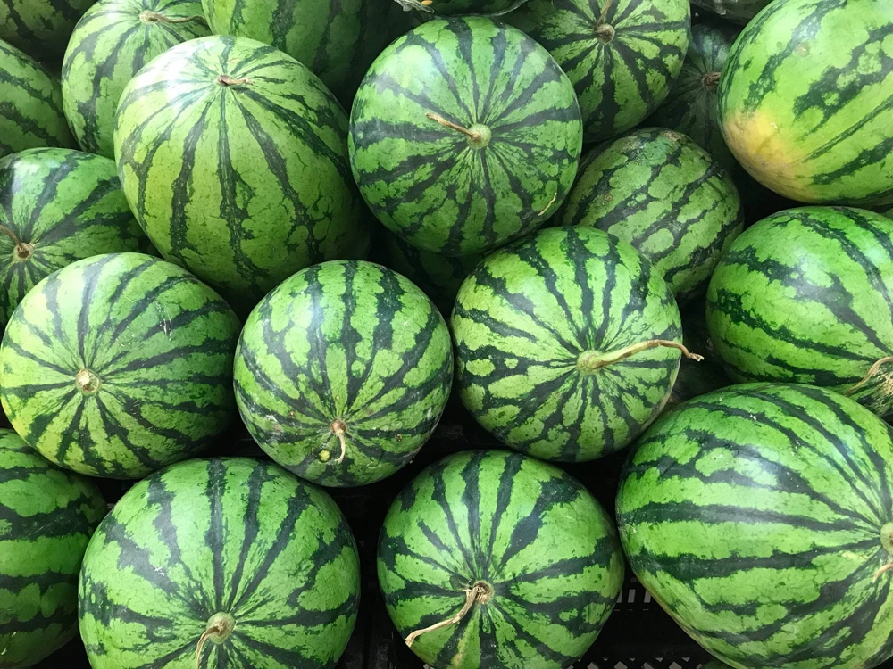 100 Crimson Sweet Watermelon Seeds - Citrullus lanatus Fruit Melon Seeds for Garden - Image 5