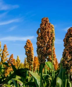100 Dale Sorghum Seeds - Bicolor Syrup, Flour, Grain, Vegetable - Image 2