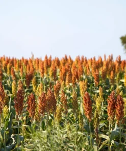 100 Dale Sorghum Seeds - Bicolor Syrup, Flour, Grain, Vegetable - Image 3