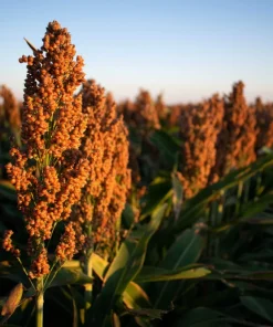 100 Dale Sorghum Seeds - Bicolor Syrup, Flour, Grain, Vegetable - Image 4
