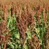 100 Dale Sorghum Seeds - Bicolor Syrup, Flour, Grain, Vegetable - Image 1