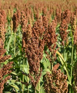 100 Dale Sorghum Seeds - Bicolor Syrup, Flour, Grain, Vegetable - Image 1
