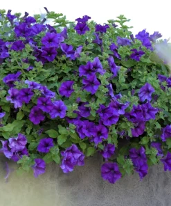 100 Dwarf Alderman Blue Petunia Seeds – Nana Compacta Purple Flower - Image 2
