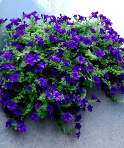 100 Dwarf Alderman Blue Petunia Seeds – Nana Compacta Purple Flower - Image 3