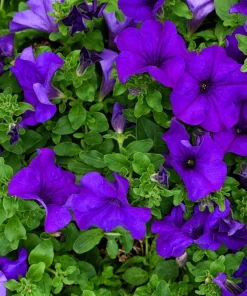 100 Dwarf Alderman Blue Petunia Seeds – Nana Compacta Purple Flower - Image 4