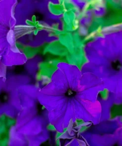 100 Dwarf Alderman Blue Petunia Seeds – Nana Compacta Purple Flower - Image 5