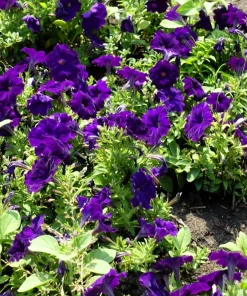 100 Dwarf Alderman Blue Petunia Seeds – Nana Compacta Purple Flower - Image 6
