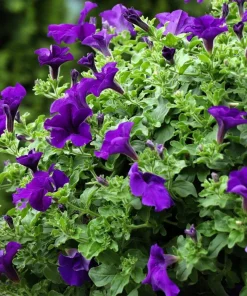 100 Dwarf Alderman Blue Petunia Seeds – Nana Compacta Purple Flower - Image 7