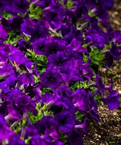 100 Dwarf Alderman Blue Petunia Seeds – Nana Compacta Purple Flower - Image 8