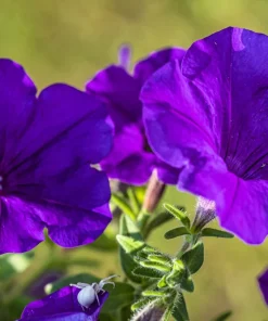 100 Dwarf Alderman Blue Petunia Seeds – Nana Compacta Purple Flower - Image 9