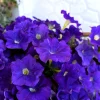 100 Dwarf Alderman Blue Petunia Seeds – Nana Compacta Purple Flower - Image 1