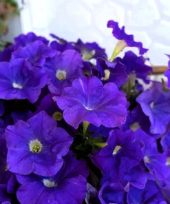 100 Dwarf Alderman Blue Petunia Seeds – Nana Compacta Purple Flower - Image 1
