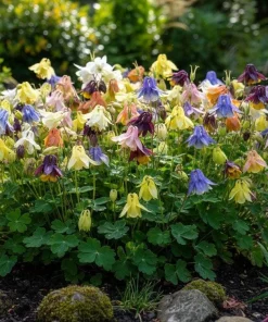 100 Dwarf Columbine Mix Flower Seeds - Aquilegia Vulgaris Mixed Colors - Image 2