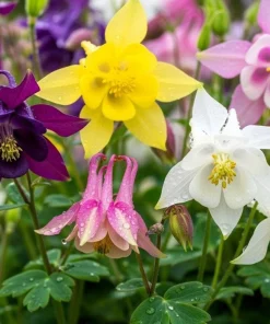 100 Dwarf Columbine Mix Flower Seeds - Aquilegia Vulgaris Mixed Colors - Image 3