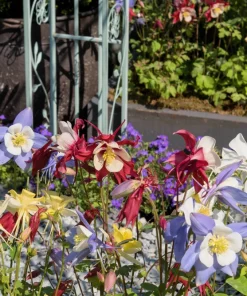 100 Dwarf Columbine Mix Flower Seeds - Aquilegia Vulgaris Mixed Colors - Image 4